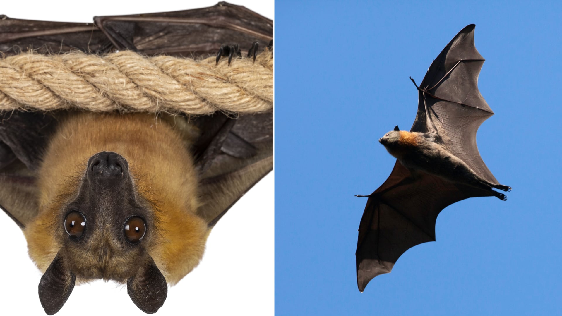 Murciélagos frugívoros egipcios demuestran habilidades cognitivas avanzadas, incluyendo planificación y memoria episódica.