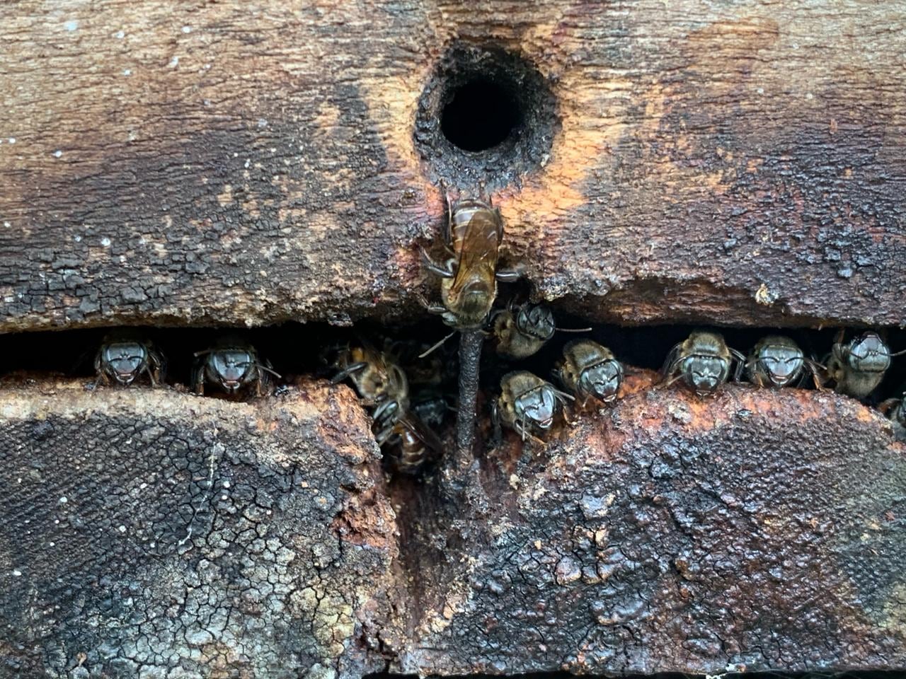 Abejas jicote barcino de la variedad melipona