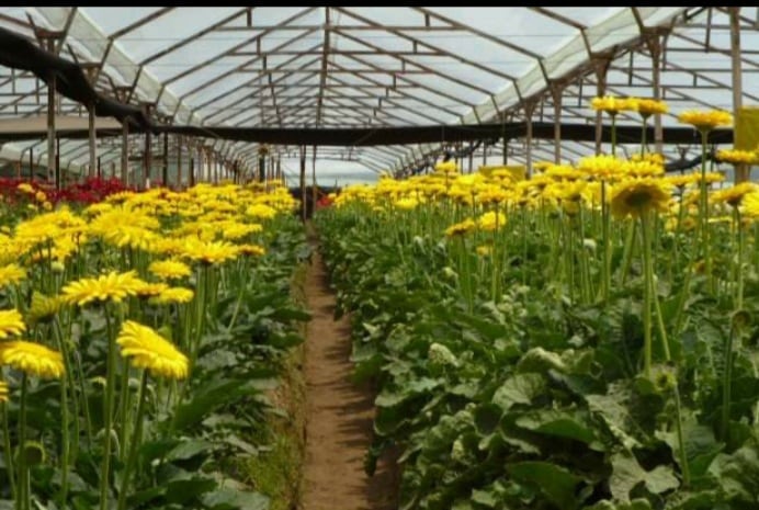 Los productores de Llano Grande se devuelven poco a poco a la actividad de las flores, pero viven en incertidumbre. Aqui un vivero de la empresa de Asdrúbal Guzmán. Foto: Cortesía