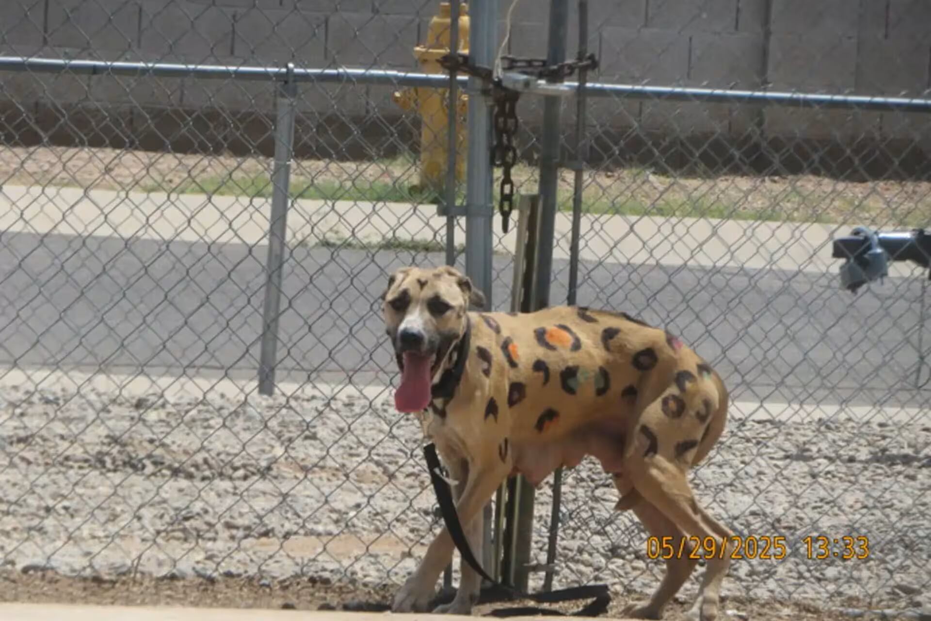 Fue hallada atada bajo el sol, con manchas pintadas y sin agua. Su historia conmovió a miles y ahora espera un hogar con sus crías.