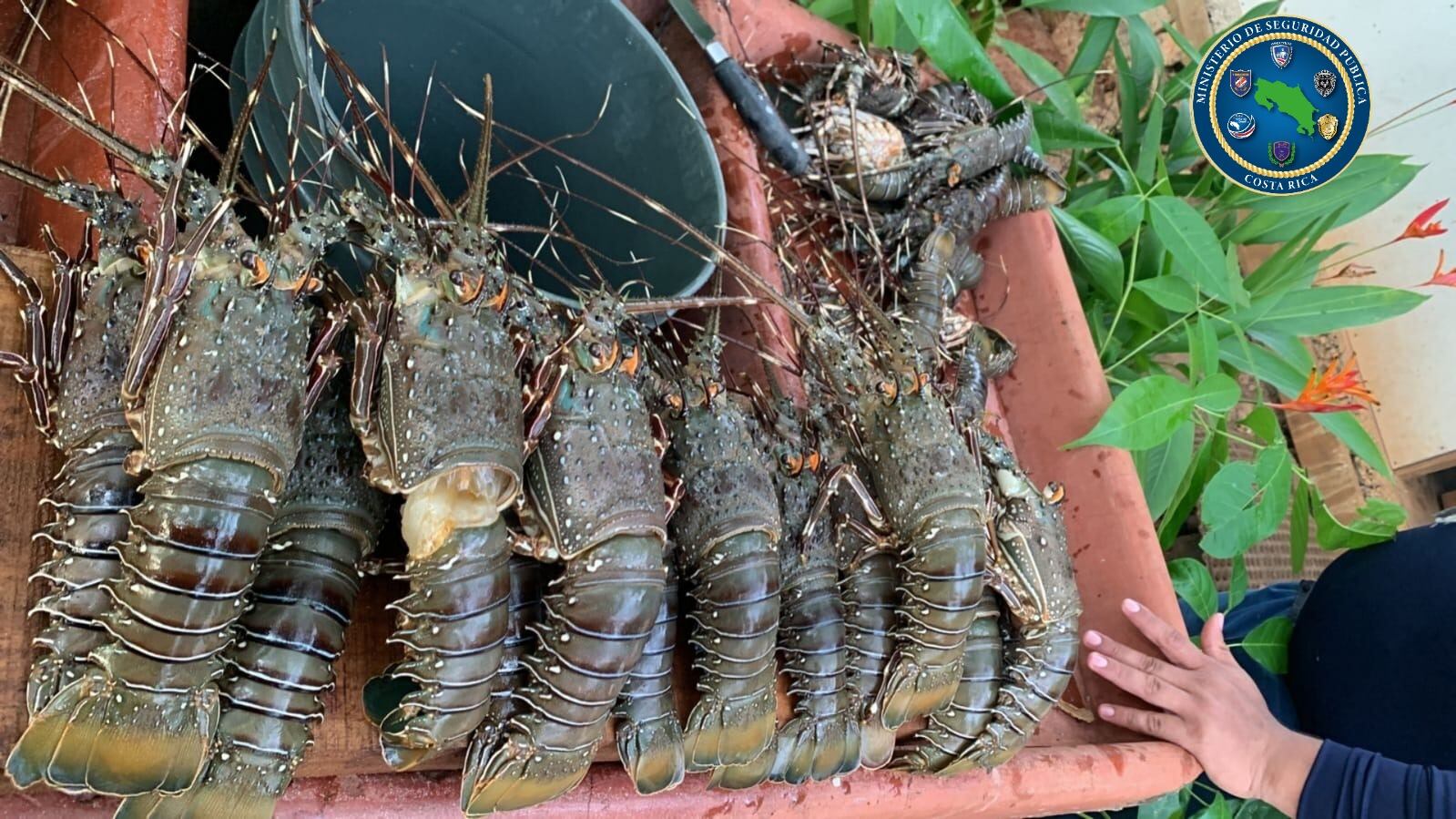 Las langostas, capturadas en una zona protegida de la península de Nicoya, fueron decomisadas por los guardacostas y el capitán de la lancha quedó en la Fiscalía de Flagrancia. Foto: Cortesía MSP.