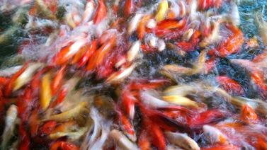 Exposición colectiva reúne casi 200 obras de artistas costarricenses