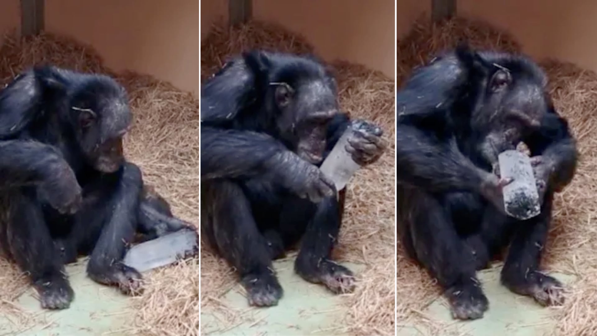 Chimpancés identifican cristales en segundos y muestran gran interés por estas piedras. El hallazgo podría explicar una conducta humana muy antigua.