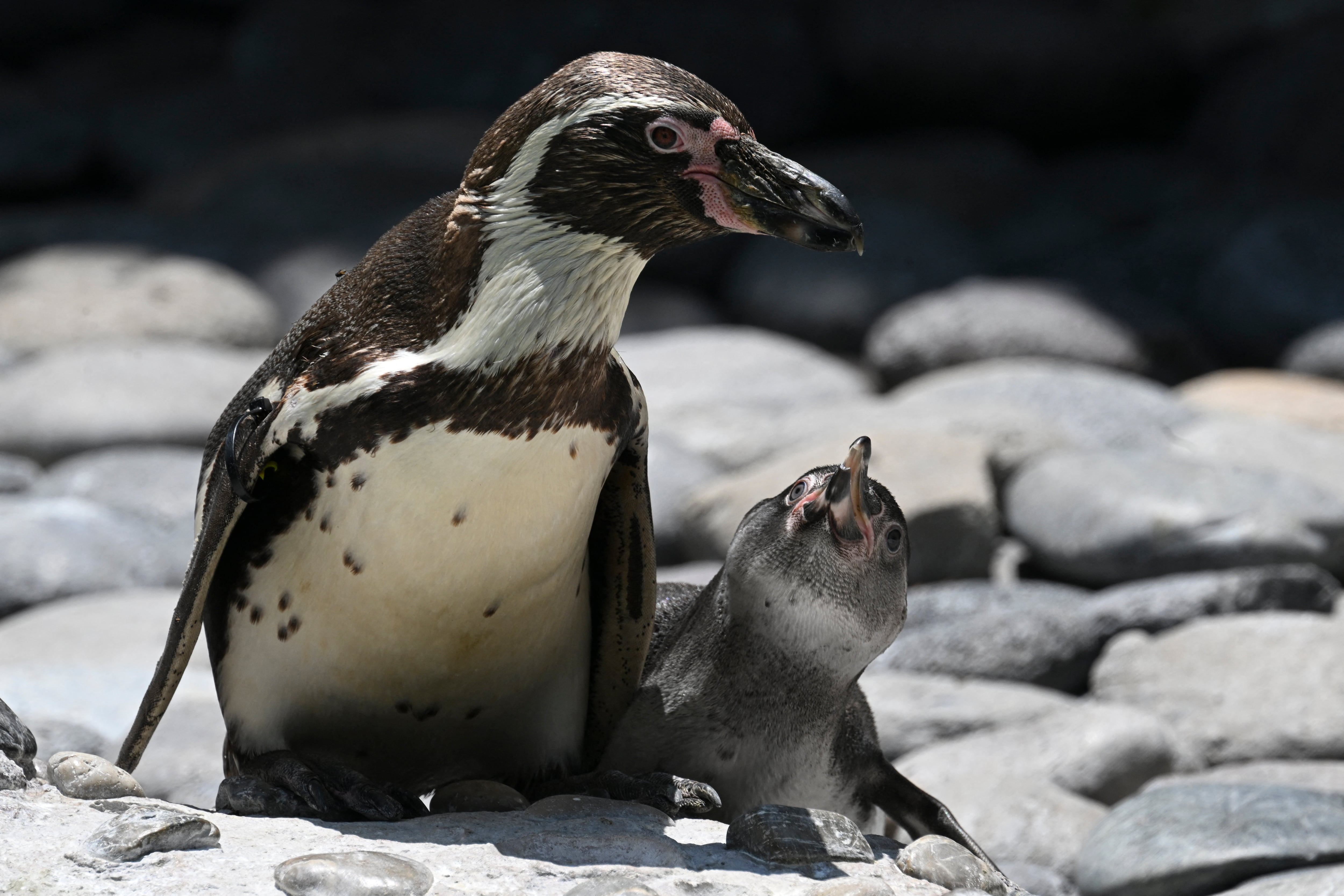 Pingüinos del Zoológico La Aurora, Guatemala