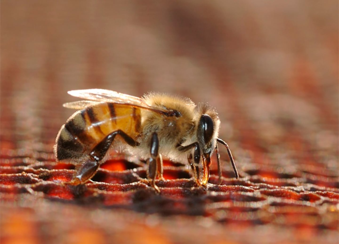 Perú reconoce derechos legales a las abejas sin aguijón y marca un precedente ambiental global