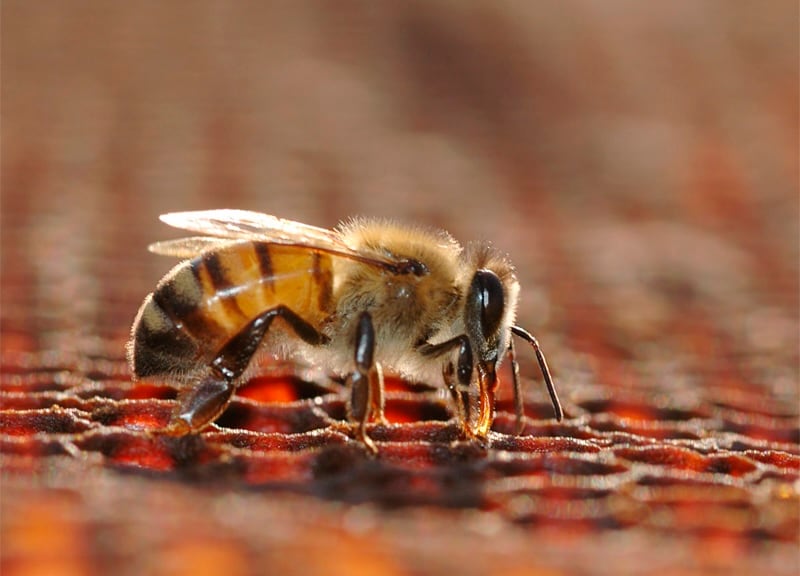 AbejaFest es la primera edición de una actividad itinerante que busca ir a las comunidades a divulgar la importancia de buenas prácticas en casas y el agro para cuidar a las abejas. Fotografía: Cortesía.