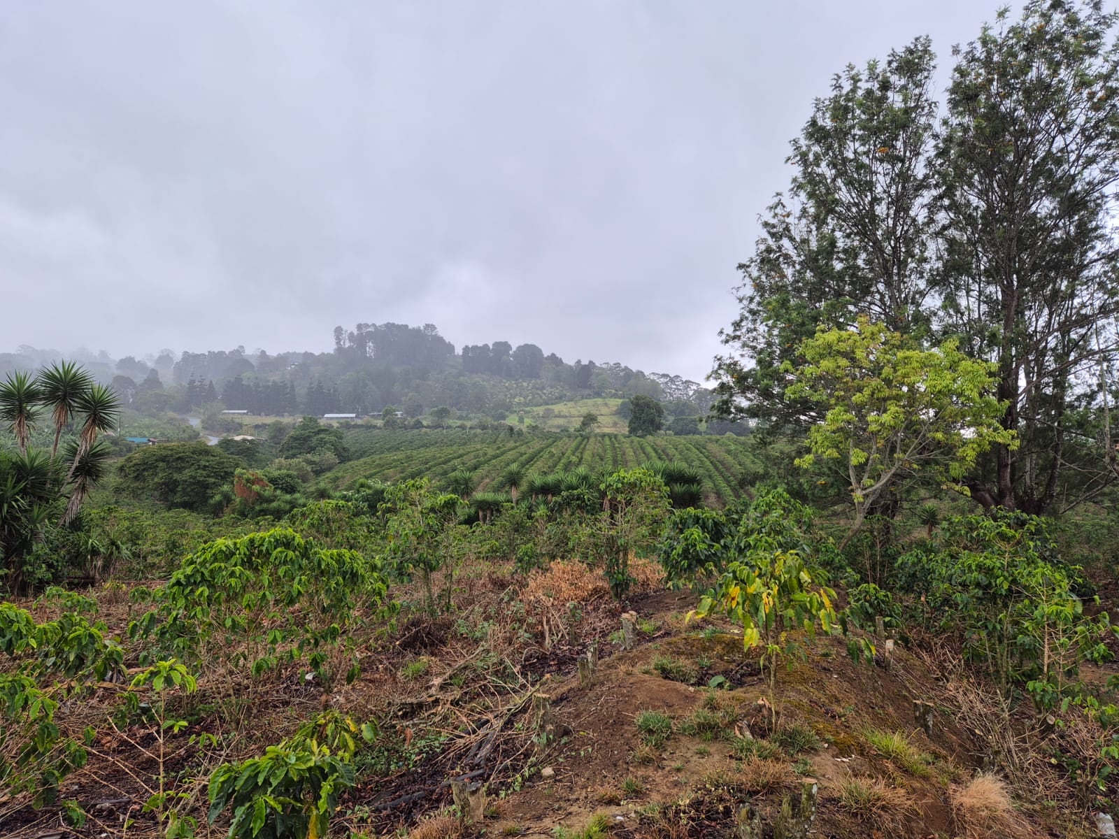 Terreno en Dulce Nombre de La Unión, Cartago, mide 248,75 m². Ubicado cerca de la escuela Yerbabuena. Avalúo oficial por ₡35,2 millones.