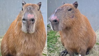 Capibara es agredida en Brasil y permanece en estado delicado: seis adultos detenidos y dos menores implicados