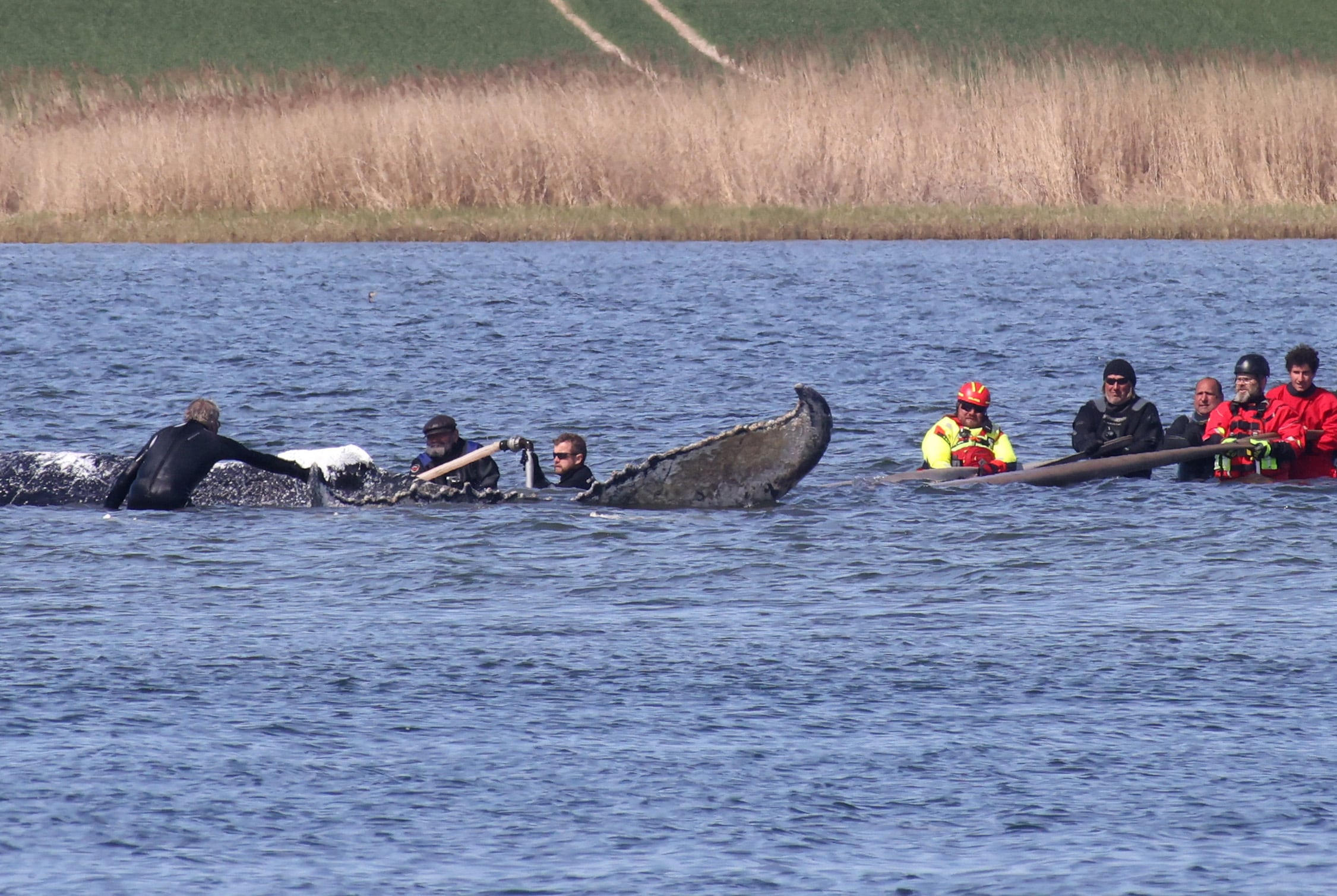 Varias personas se encuentran cerca de una ballena jorobada varada en la bahía de Wismarer Bucht, en el mar Báltico, frente a la isla de Poel, en el norte de Alemania, cerca del pueblo de Faehrdorf-Hof, el 28 de abril de 2026. Se está llevando a cabo un nuevo intento de rescate para una ballena jorobada que lleva más de un mes varada frente a la costa báltica del país. La ballena de 13 metros (más de 40 pies) y su lucha por la supervivencia han mantenido en vilo a Alemania desde que el mamífero marino encalló en un banco de arena cerca de la ciudad de Lübeck, lejos de su hábitat natural. Tras varios intentos iniciales fallidos, dos empresarios se ofrecieron a financiar un nuevo intento de rescate que consistirá en cargar al cetáceo en una barcaza especial y transportarlo a aguas más profundas.