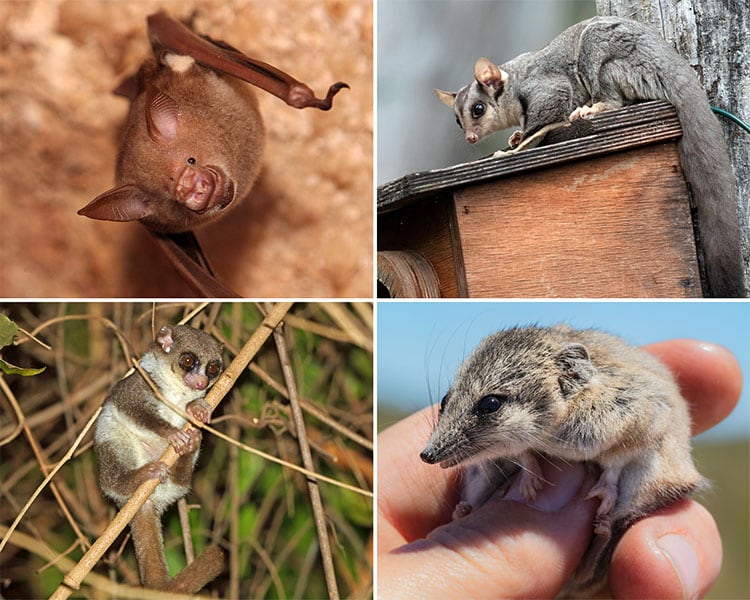 La heterotermia permite a algunos mamíferos y aves entrar en letargo, reduciendo metabolismo y temperatura; incluye murciélagos, petauros, lémures y dunnarts.