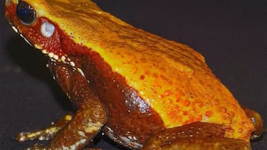 Veneno de sapo amazónico revela moléculas con potencial antibiótico, según estudio del Instituto Butantan de Brasil