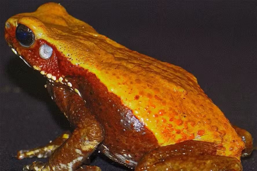 Científicos detectaron moléculas con potencial antibiótico en el veneno del sapo-cururu amazónico. El estudio también identificó una proteína inédita en anfibios.