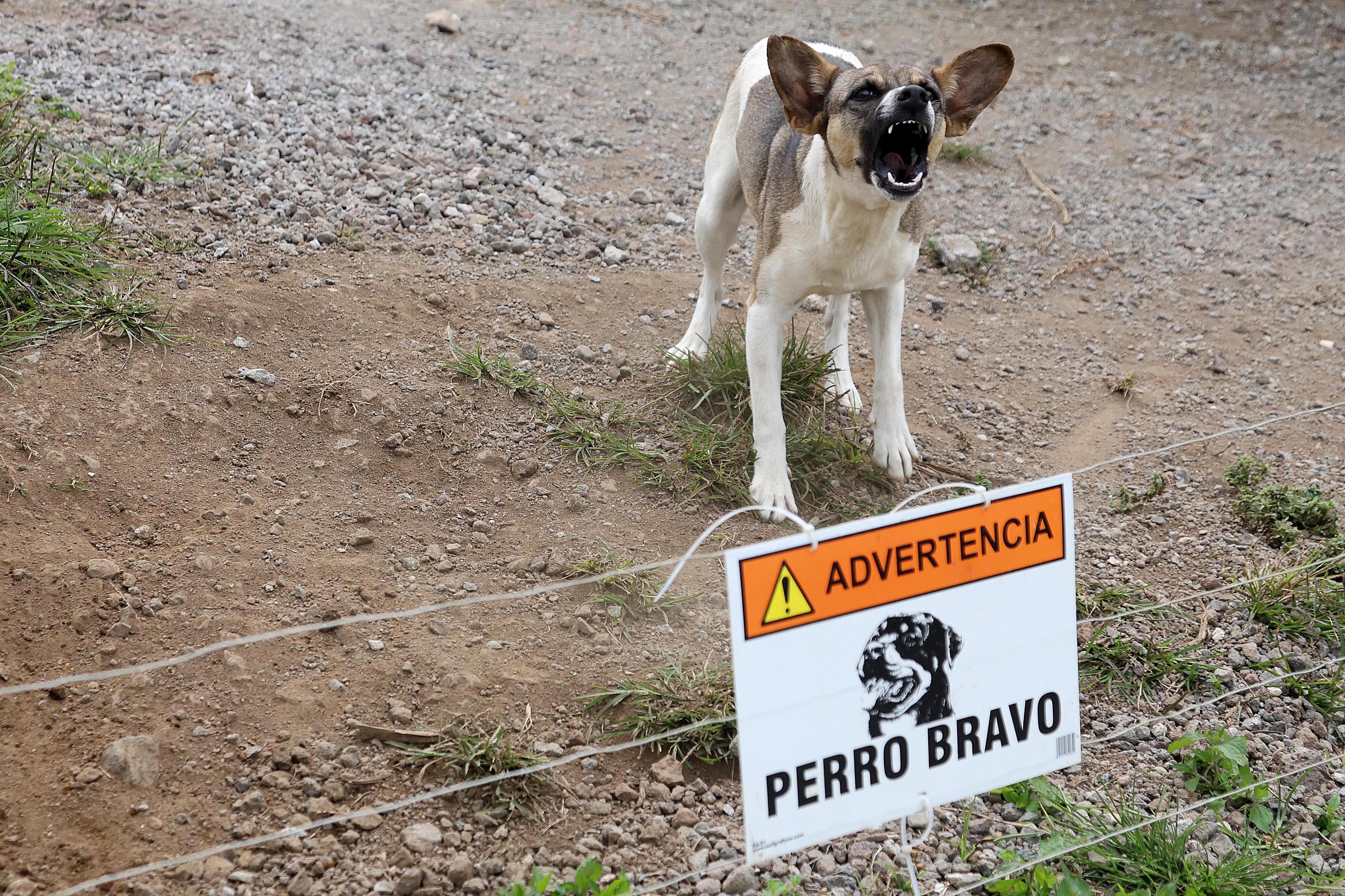 29/02/2024 Advertencia, perro bravo. Para Temas relacionados con mordedura de perro; ataque de perro; perro con rabia; perros. Foto: Rafael Pacheco Granados