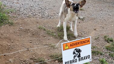 Cuidado: no se fíe de ningún animal