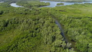 Manglares de Costa Rica ingresan a lista roja de colapso para el año 2050
