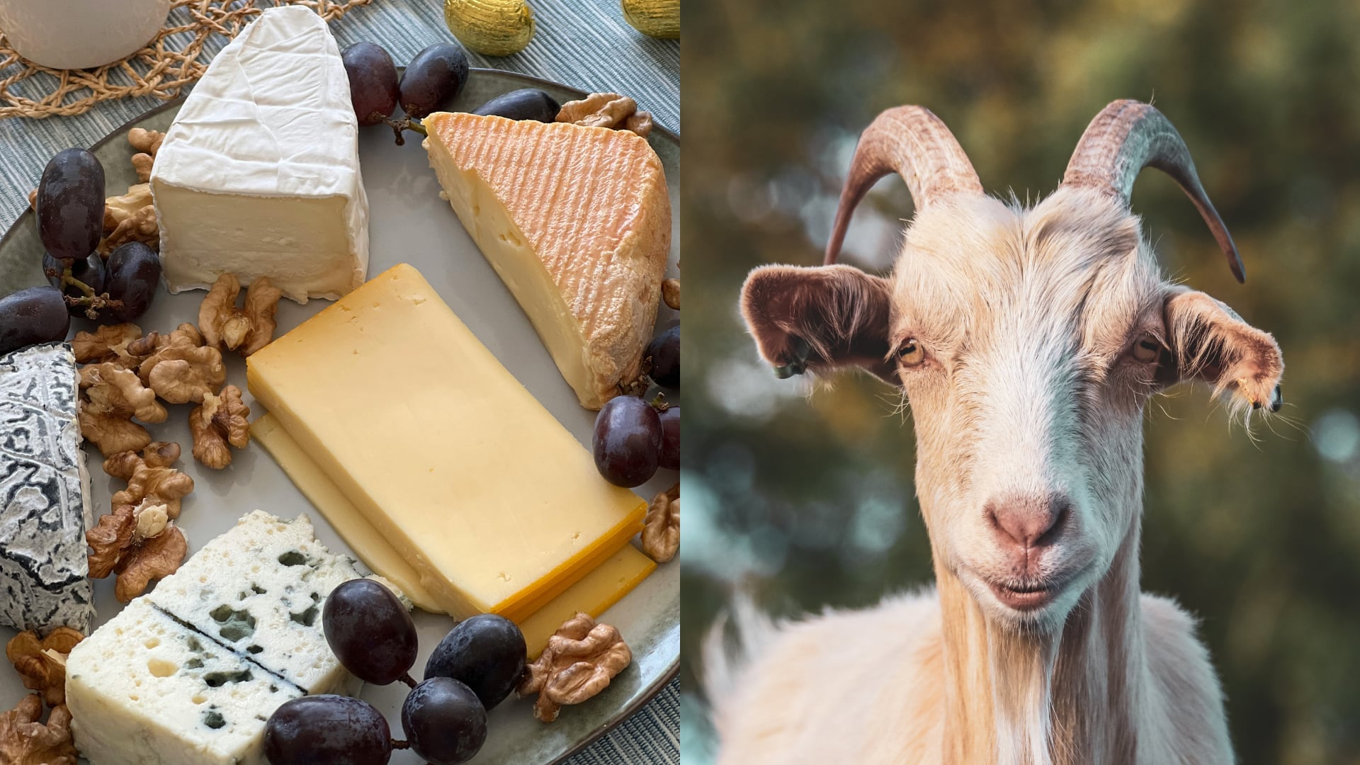 Los lácteos de cabra facilitan la digestión por sus ácidos grasos pequeños y bajo nivel de lactosa.