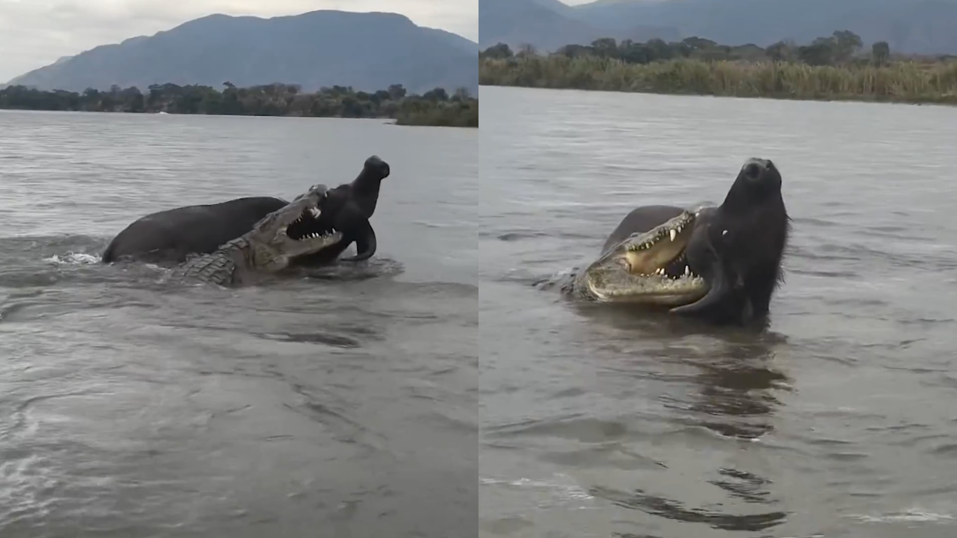 Un guía turístico grabó el ataque de un cocodrilo a un búfalo durante el cruce de un río en Zambia. El animal logró liberarse y volver a tierra firme.