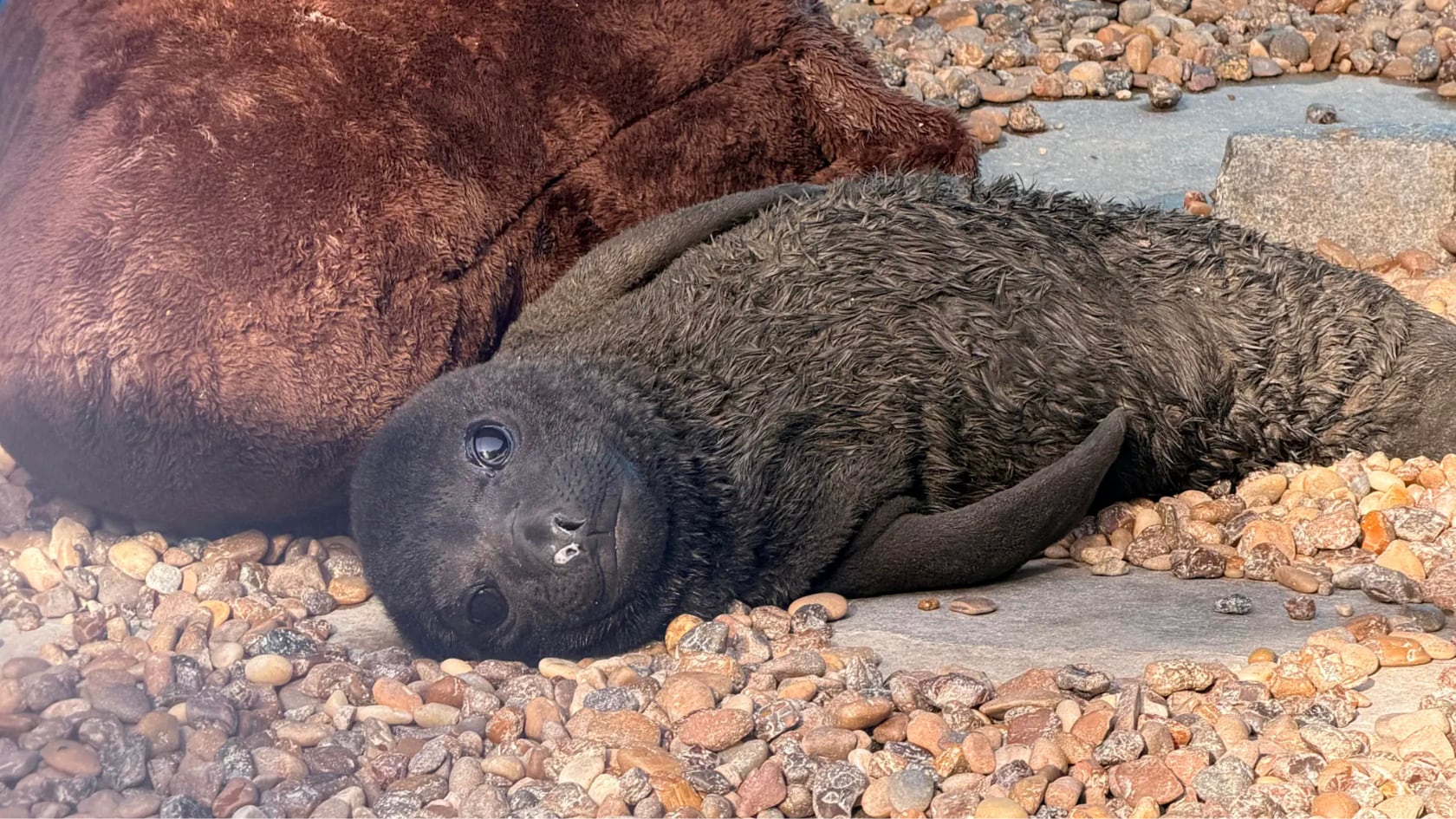 El animal fue rescatado horas después de nacer en Villa Gesell y logró recuperar las habilidades necesarias para sobrevivir en libertad.