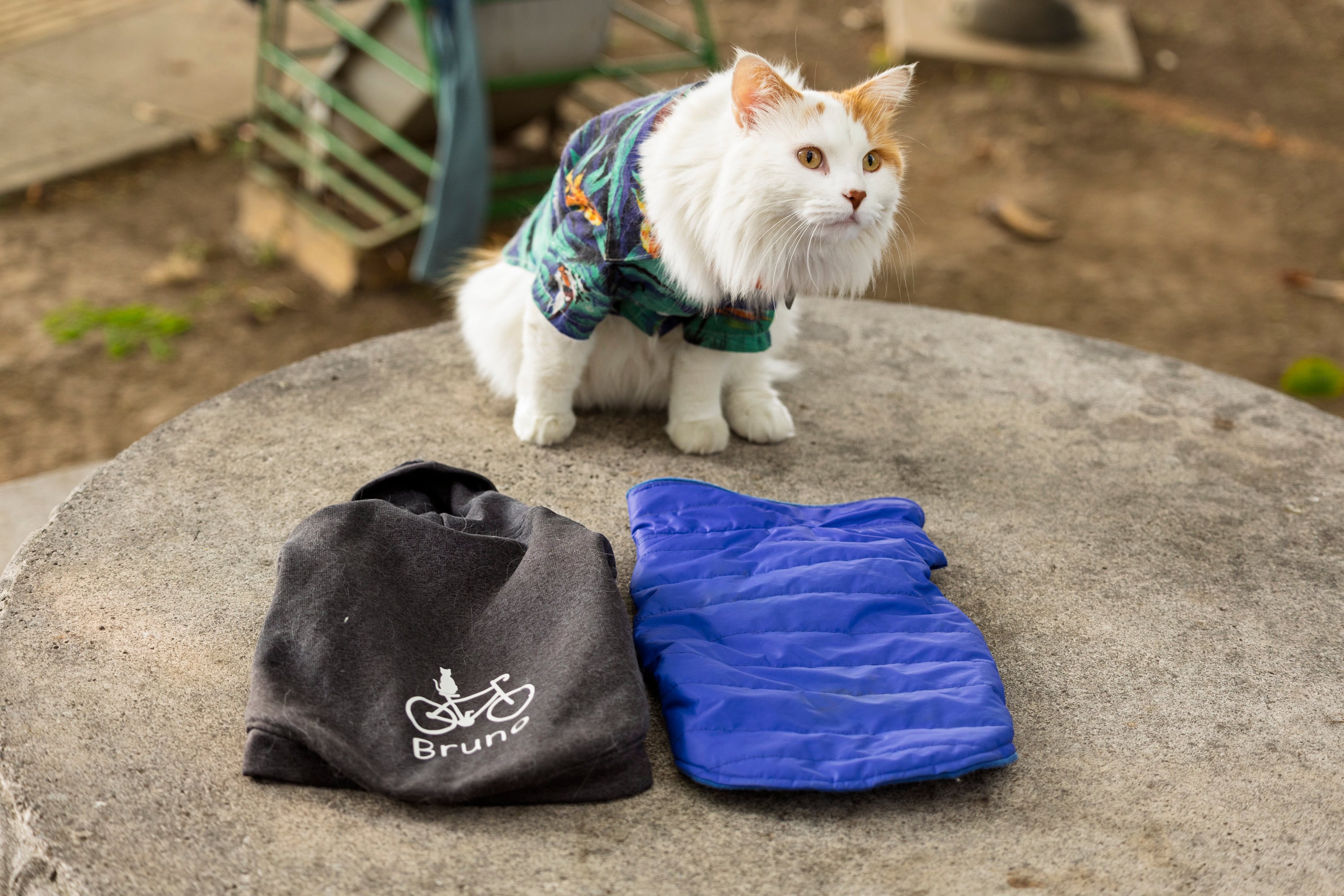 17/03/2026, San José, Tibás, entrevista con Diego Zamora dueño de Bruno, un gato que es su mascota y anda con el por todo el país en bicicleta.