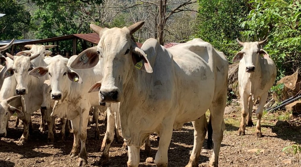 Más de 200 animales están bajo vigilancia por el brote de la rabia paralítica bovina.