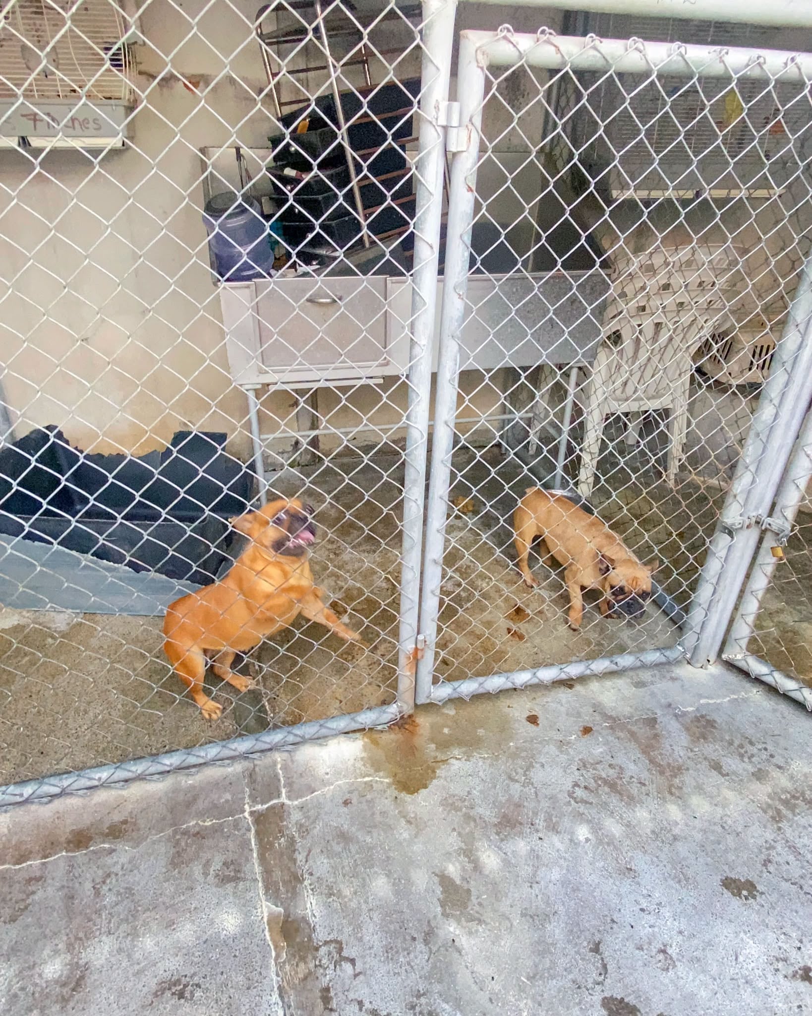 Perros rescatados de criadero ilegal en Heredia