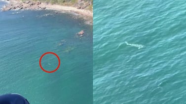 Impactante video muestra a tiburón blanco de 4,5 metros rodeando a dos buzos en Australia