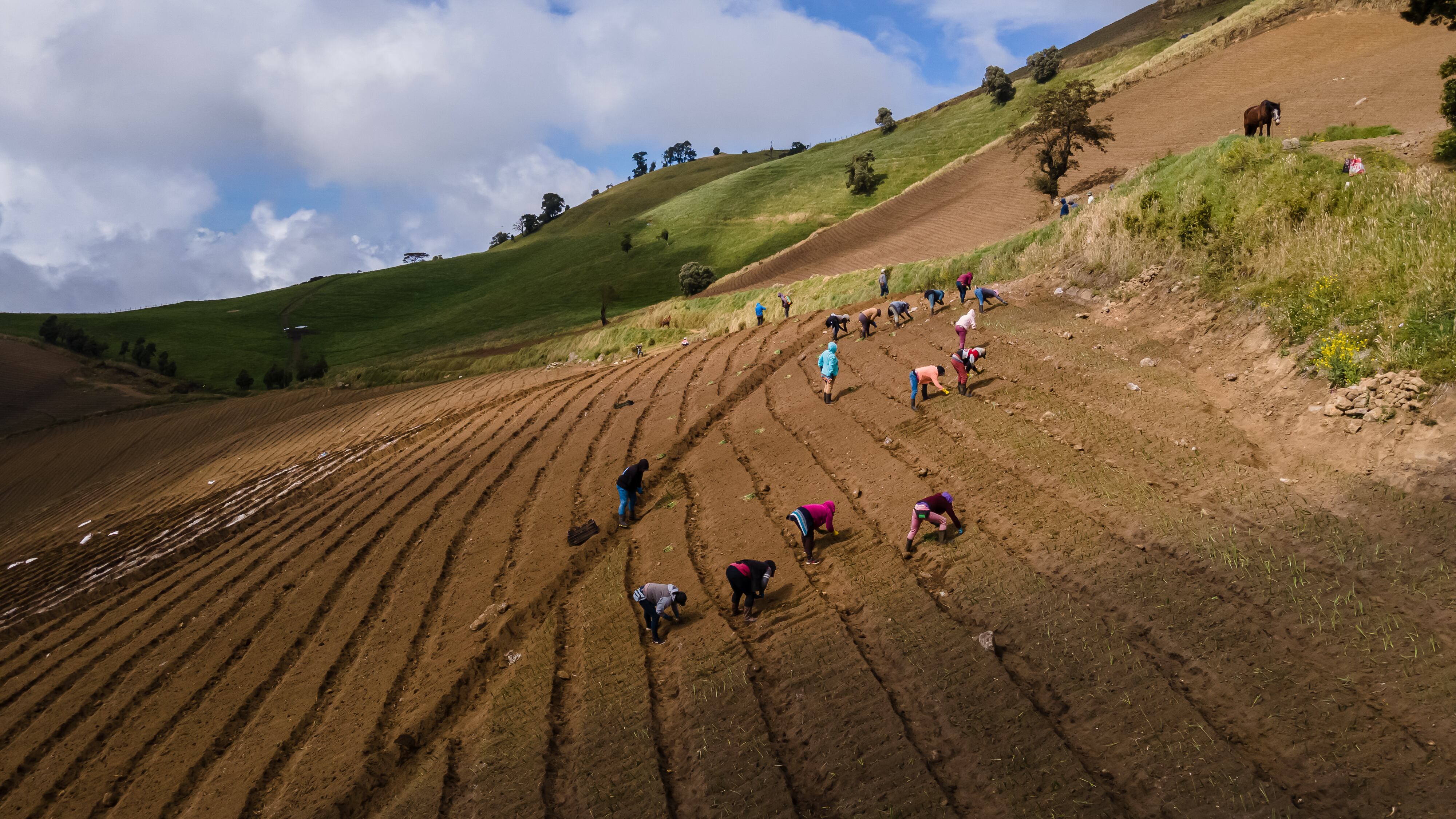 Cultivos, cosechas, agricultura, sembradíos, agricultores