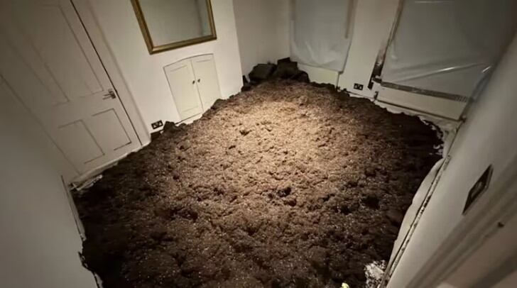 Casa con cultivos: se incautaron más de 400 plantas de cannabis en la propiedad.