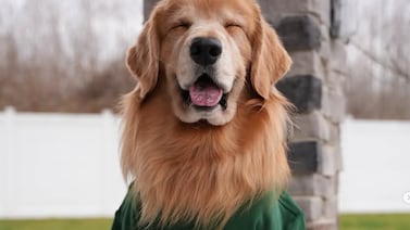 Muere a los ocho años el perrito más famoso de Internet