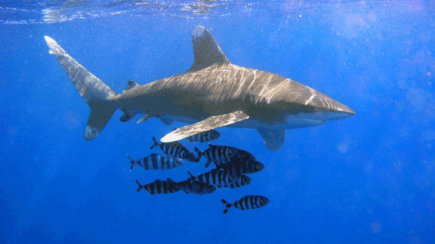 El nacimiento de un tiburón críticamente amenazado en Paraná expone la fuerte caída poblacional y los retos de conservación.