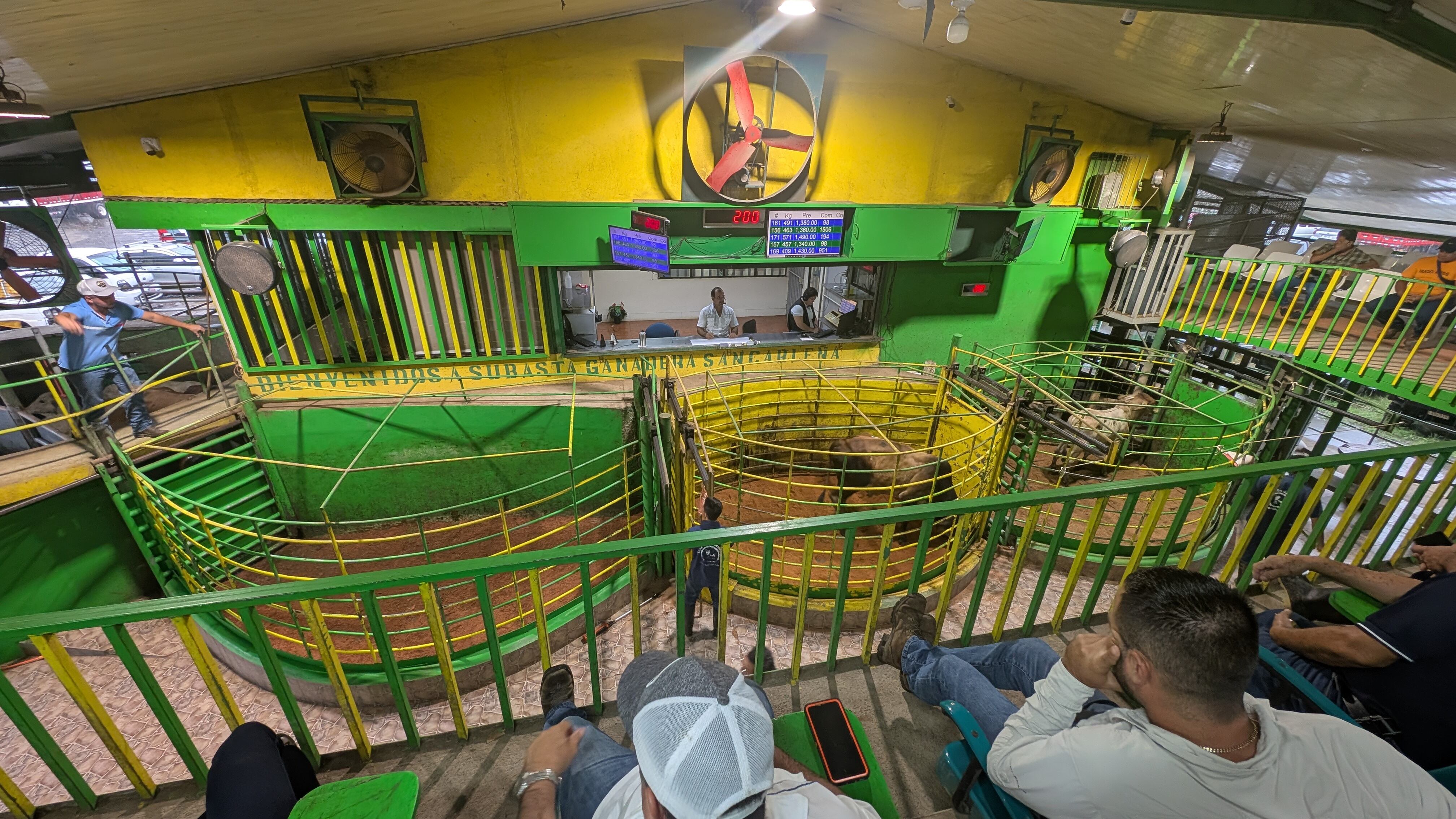 Un martes lluvioso, el fuerte olor a cuero y ganado se sobrepone al leve aroma a desayuno tradicional. Camiones abarrotados hacen fila para descargar cientos de reses que apuñadas, mugen, patean y resoplan. Fornidos sujetos se saludan efusivamente, casi todos con botas vaqueras, sombrero, jeans, cuchilla en el cinturón y camisas de cuadros. La cuenta regresiva está en marcha, con disciplina militar, a las 8 a. m. en punto todos se sientan en las butacas y se enciende un micrófono: “Bienvenidos a la subasta ganadera sancarleña. ¡Comenzamos!”.