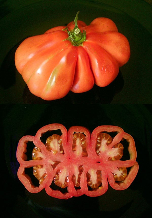 Un tomate hecho con ingeniería genética.