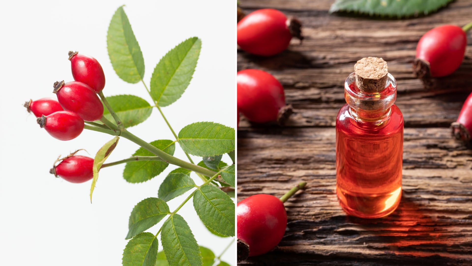 La rosa mosqueta es rica en antioxidantes y minerales. Su consumo fortalece defensas y su aceite se usa en cosmética, aunque con evidencia limitada.