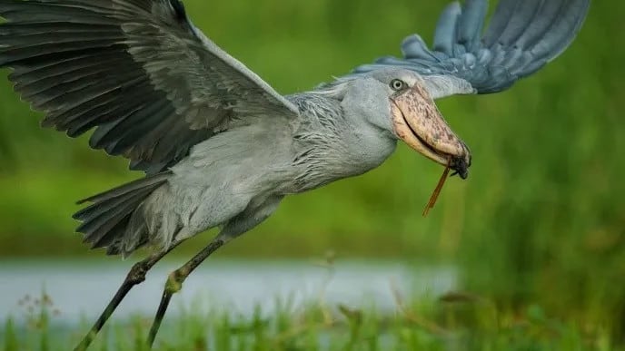 Cigüeña picozapato