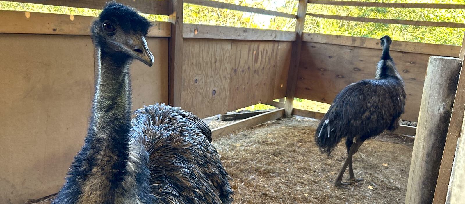 Pareja de aves emús decomisadas en establecimientos comerciales en El Guarco de Cartago esta semana. Fotografía: Cortesía Sinac