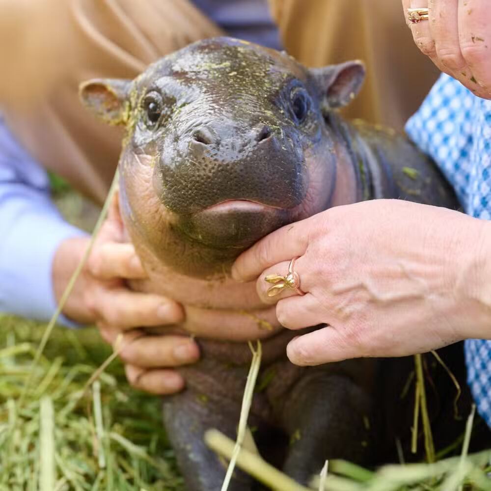 La nueva cría de hipopótamo pigmeo ya explora áreas exteriores del zoológico mientras la especie enfrenta riesgo de extinción.