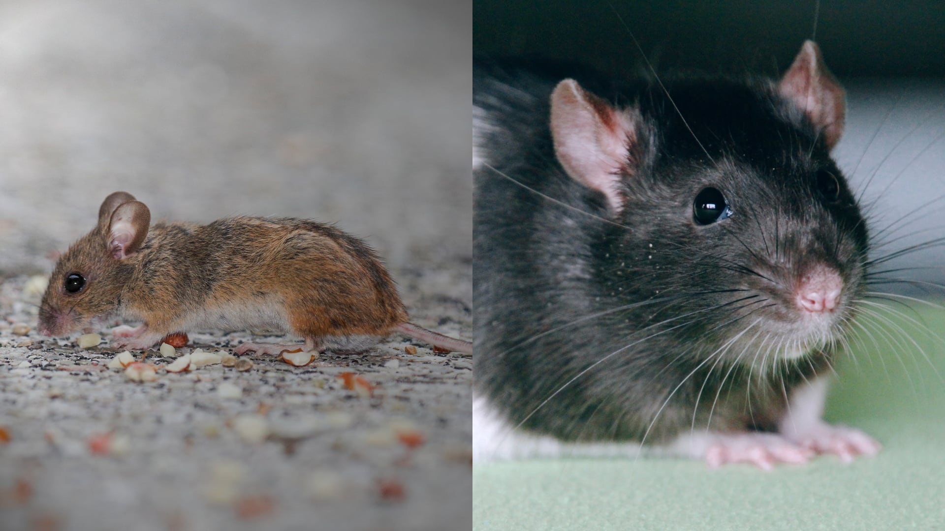 n experimento de dos décadas con 1.200 ratones confirmó que la clonación continua provoca un colapso mutacional que impide la supervivencia de los ejemplares.