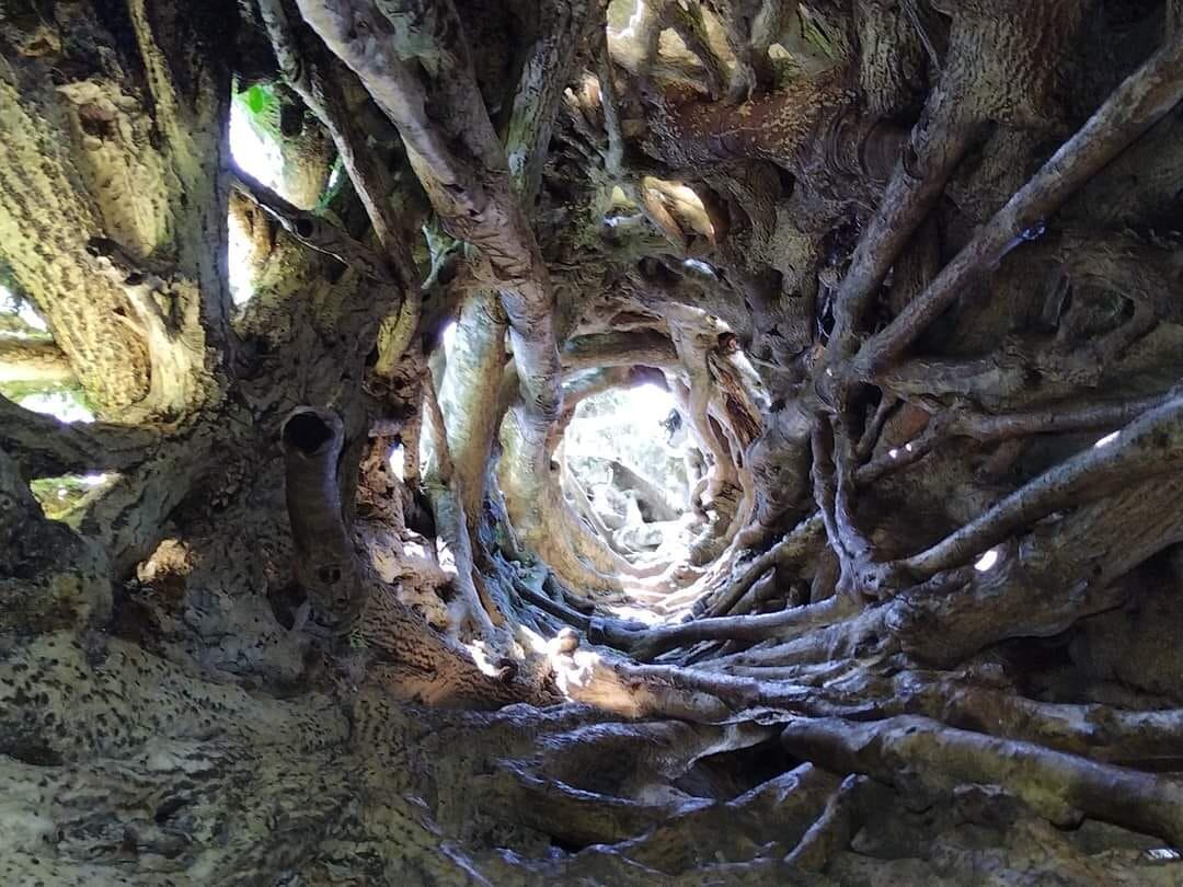 Este sábado podrá participar en una caminata al árbol hueco y Cerro el Tablazo en Desamparados.