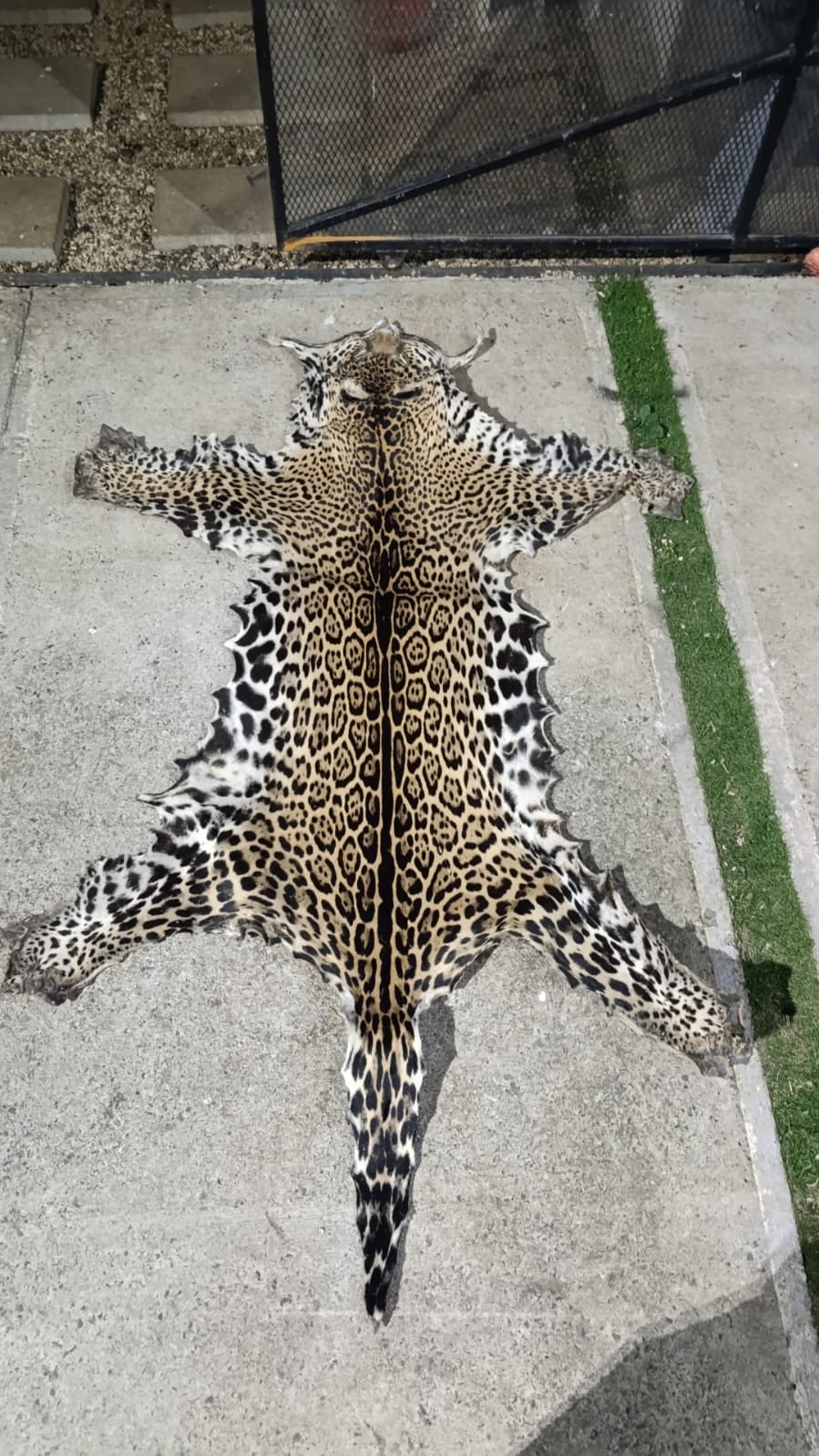 Piel de aparente jaguar decomisada esta mañana en allanamientos del OIJ de Heredia