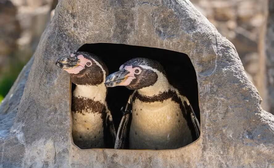 Scampi y Flounder criaron un polluelo de pingüino-de-Humboldt, especie que enfrenta un fuerte declive poblacional.