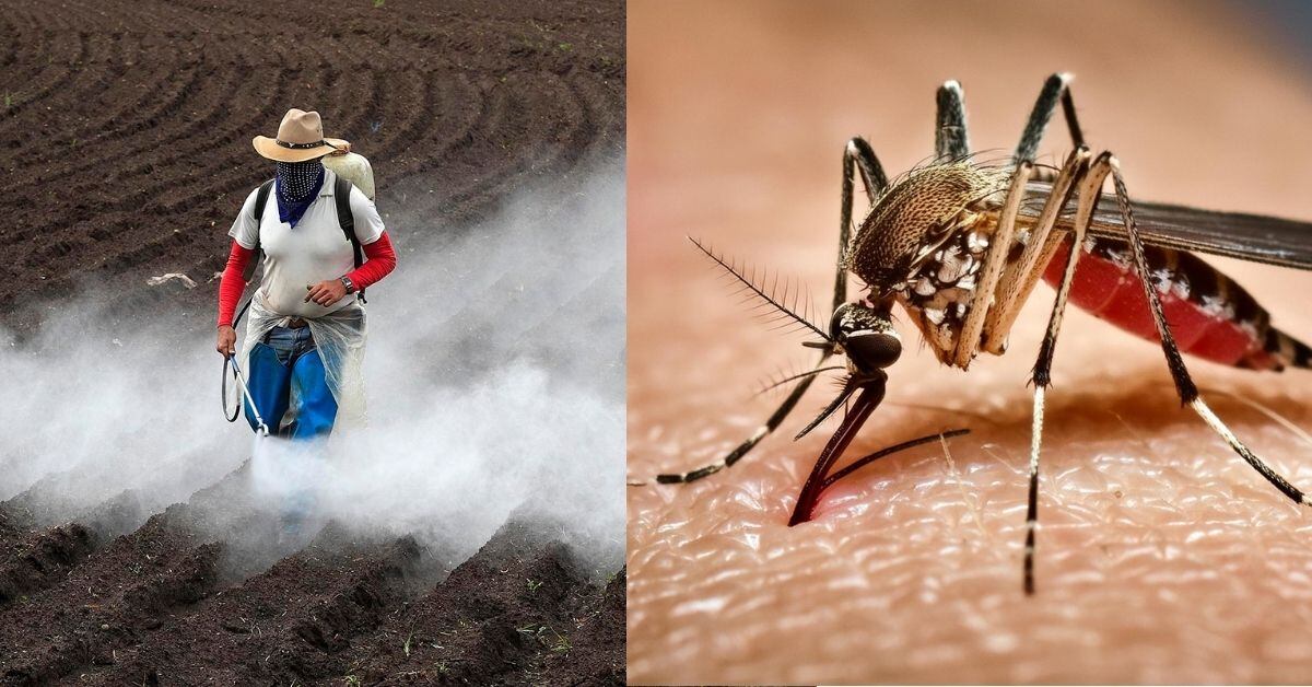 Una composición fotográfica. A la izquierda, un hombre con insecticidas en un campo. A la derecha, el mosquito Aedes aegypti, transmisor del dengue, chikungunya, fiebre amarilla, entre otras.