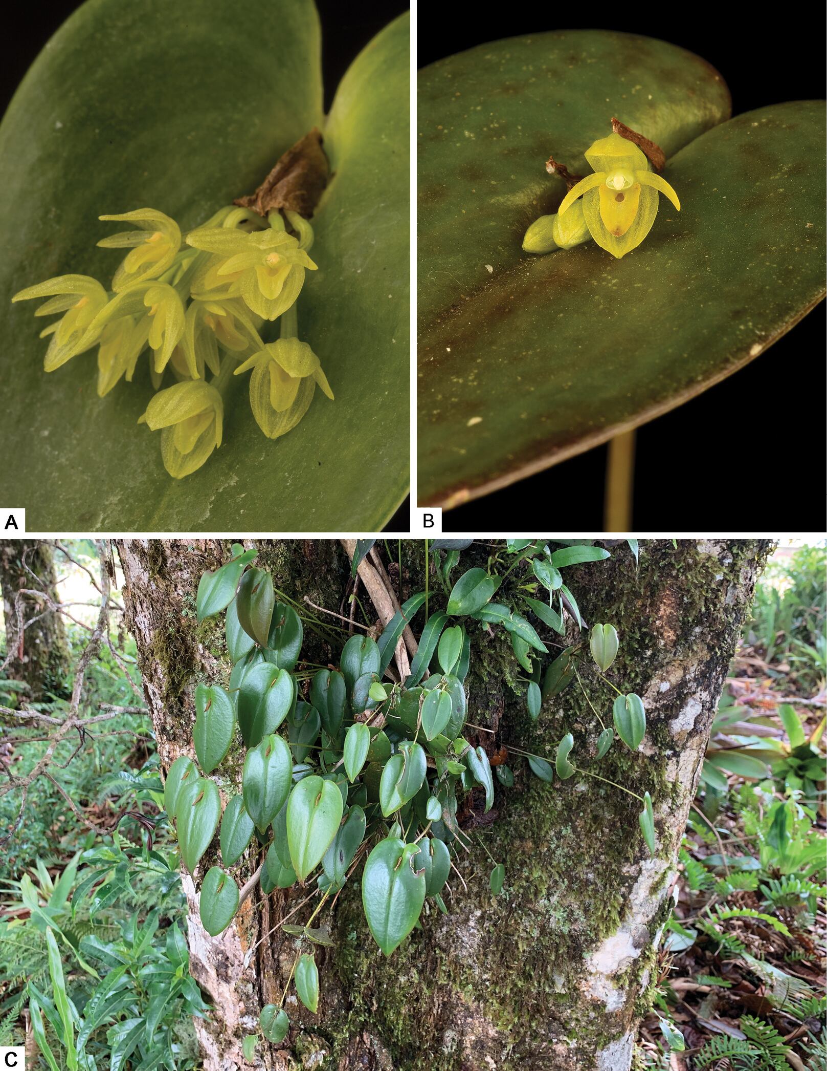 Una composición fotográfica de varias partes de una de las nuevas orquídeas descubiertas.
