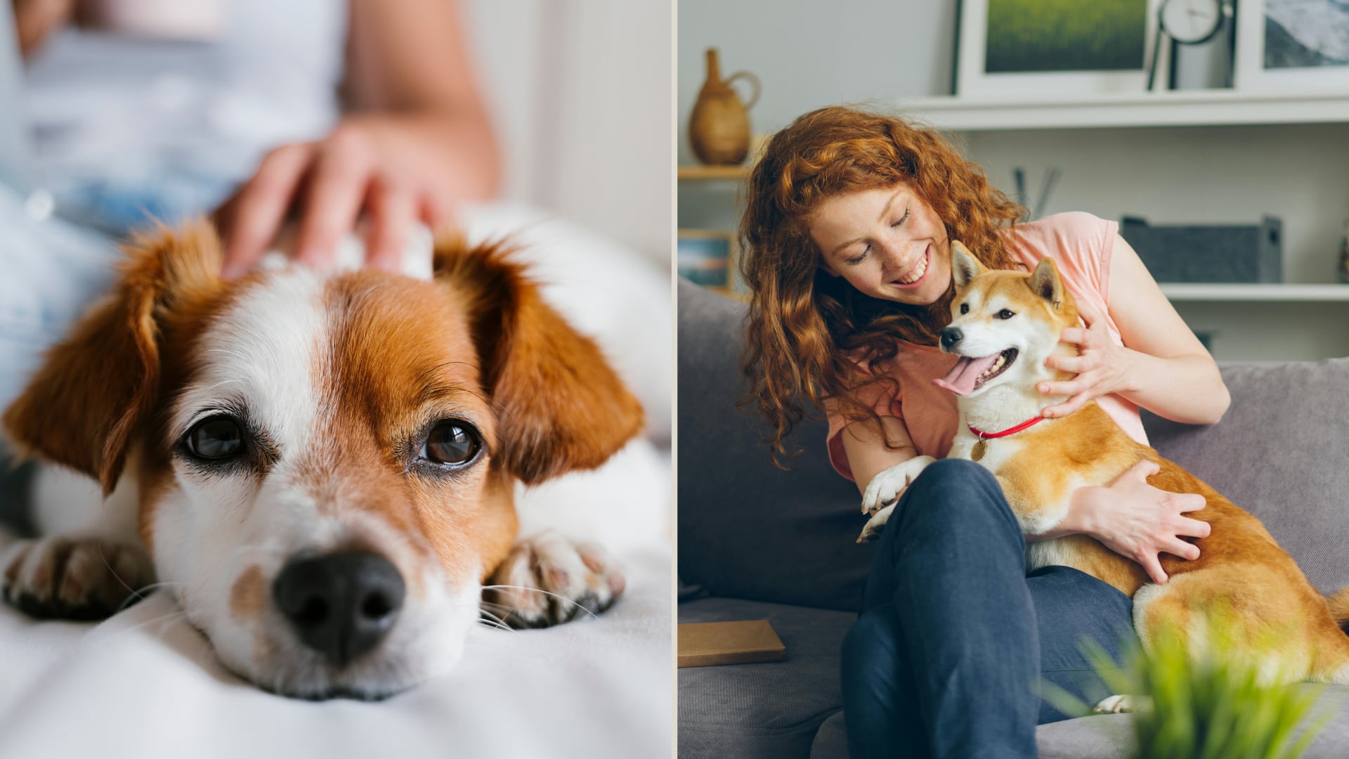 Desviar la mirada, quedarse inmóvil o apartarse son algunas señales de incomodidad que pueden mostrar los perros ante las caricias.