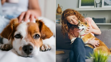 Estas señales indican si un perro disfruta o rechaza las caricias, según educador canino
