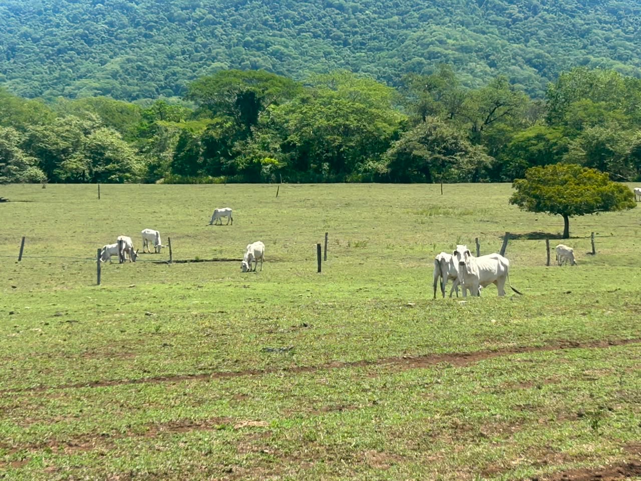 Animales buscan alimento entre el poco pasto disponible en terrenos afectados por la falta de lluvias.