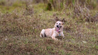 ¿Cómo sigue Logan, el perrito influencer que enfrenta delicada enfermedad?