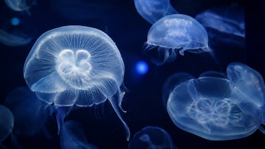 Las medusas duermen ocho horas al día pese a no tener cerebro