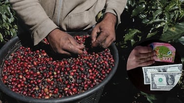 ¿Por qué el sector cafetalero de Costa Rica alerta sobre una ‘tormenta perfecta’ en cosecha 2026-2027?