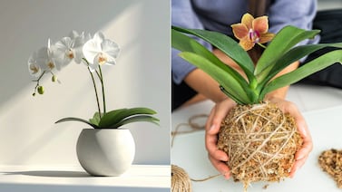 Tres claves para cuidar su primera orquídea en casa y evitar que se deteriore