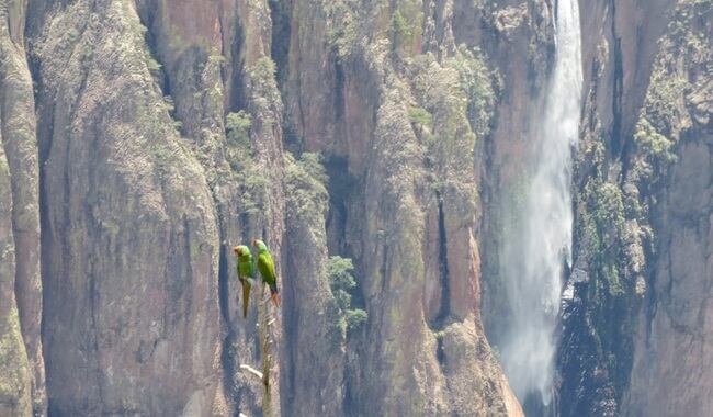 Dos guacamayas verdes fueron fotografiadas en un parque nacional de Chihuahua. El registro fortalece el monitoreo de una especie con menos de 3.000 ejemplares silvestres.